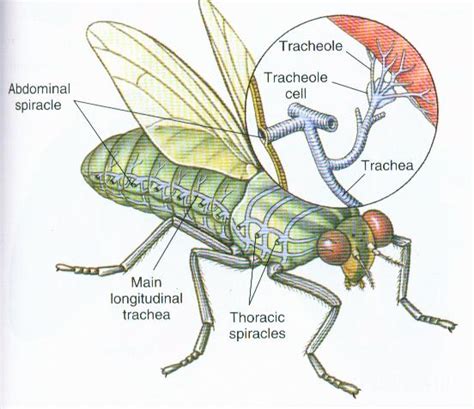 Notes from the Lab: Insect Respiration – Missoula Butterfly House and Insectarium