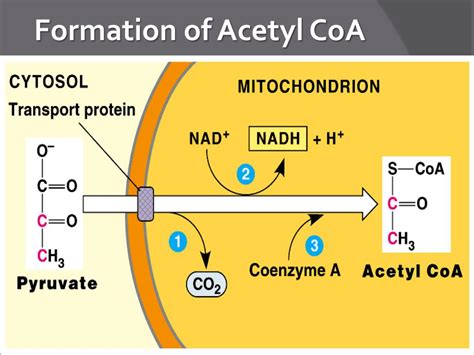 PPT - Chapter 9 : Cellular Respiration and Fermentation PowerPoint ...