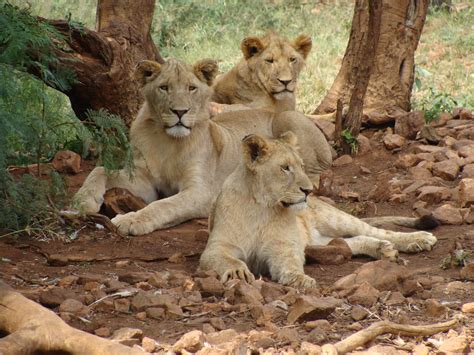 Free photo: Pride of Lions - Animal photography, Mammal, Wildlife - Free Download - Jooinn