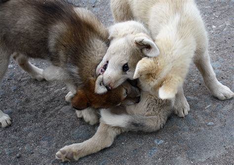 File:Greenland Husky Puppies (3978353161).jpg