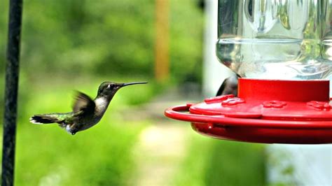 How to Keep Ants Out Of Your Hummingbird Feeder - Birdwatching Buzz