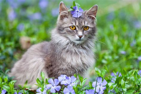 15 Gorgeous Grey Cat Breeds You'll Love I Discerning Cat
