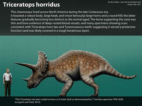 Triceratops horridus Size Comparison by Harry-the-Fox on DeviantArt