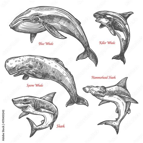 Giant sea animals shark whales vector sketch icons Stock Vector | Adobe ...