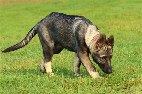 7 Reasons Why German Shepherds Walk In Circles