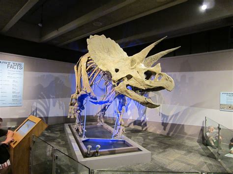 IMG_0396 | Triceratops skeleton at the Museum of Science | spinmasterb | Flickr