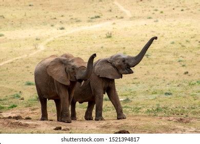 2.123 afbeeldingen voor trumpeting elephants: afbeeldingen, stockfoto‘s ...