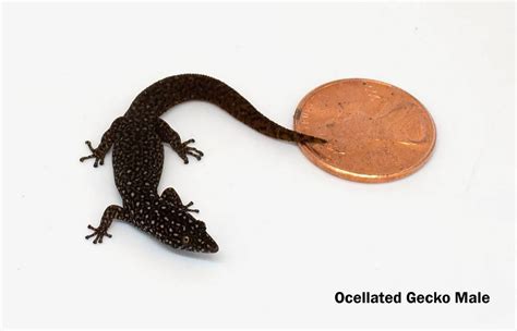 Ocellated Gecko - Sphaerodactylus argus (Captive Bred)