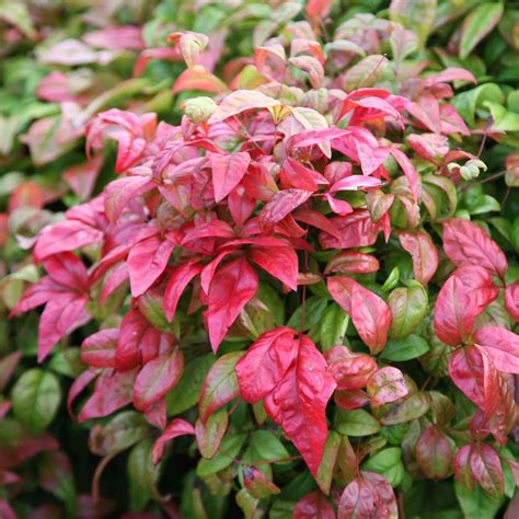 Buy heavenly bamboo Nandina domestica Fire Power: £14.99 Delivery by Crocus