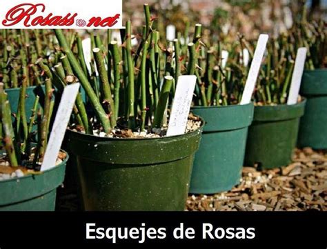 ⊛ COMO PLANTAR UNA ROSA 【 Consejos y Trucos para su Cuidado 】 (2022)