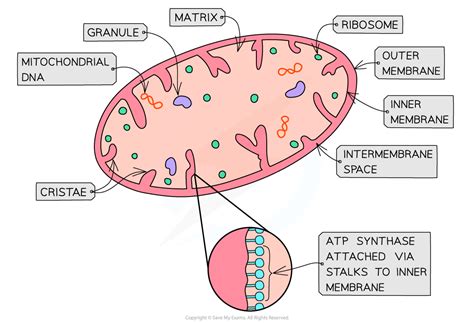 IB DP Biology: HL复习笔记8.2.6 Mitochondria-翰林国际教育