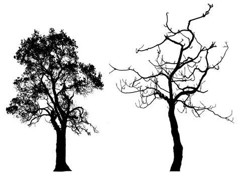 Tree Silhouette Png - Cliparts.co | Oak tree silhouette, Tree ...