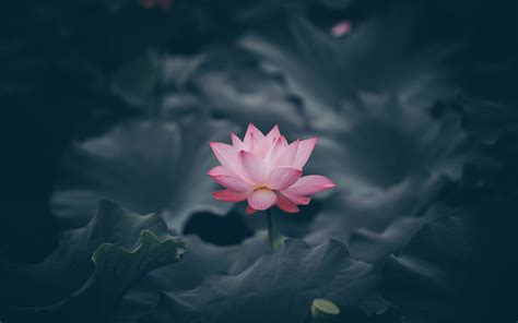 Download wallpaper 1920x1200 pink lotus, flower, bloom, 16:10 ...