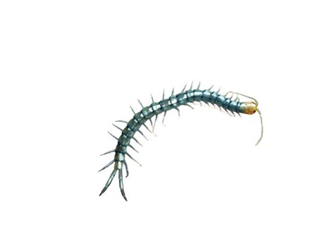 Scolopendra polymorpha - "Blue" Morph Sonoran Desert Tiger Centipede ...