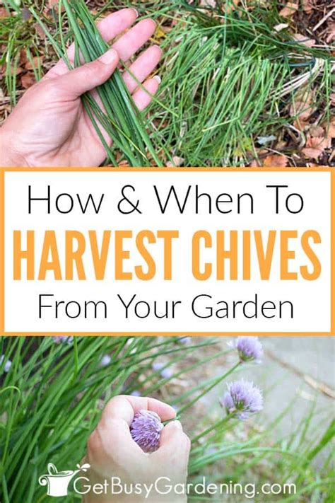 How To Harvest Chives & When To Pick Them - Get Busy Gardening