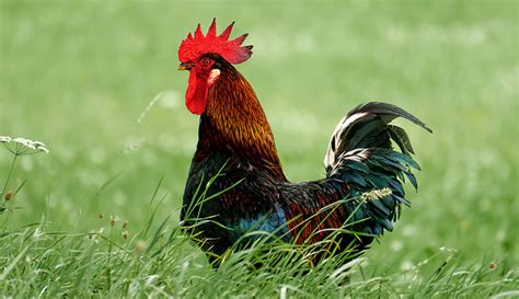 Should You Get a Rooster? Here Are Pros & Cons - Hobby Farms