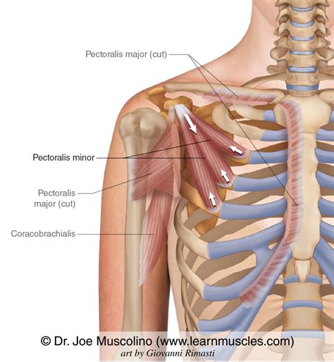 Pectoralis Major And Minor Muscles