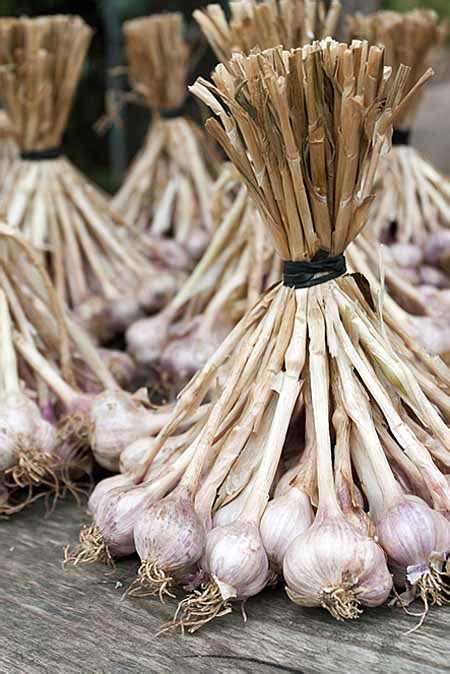 How Do You Store Fresh Garlic From The Garden - Garden Likes