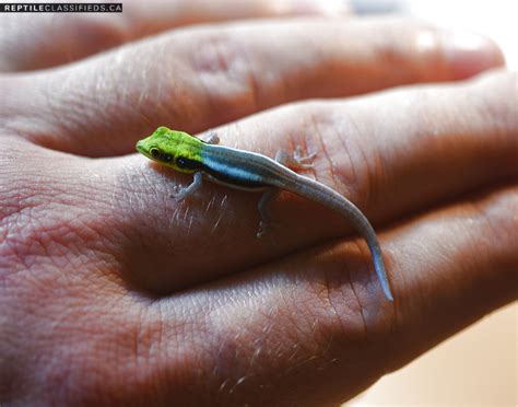 REPTILE CLASSIFIEDS - Neon day geckos (Phelsuma klemmeri) babies available