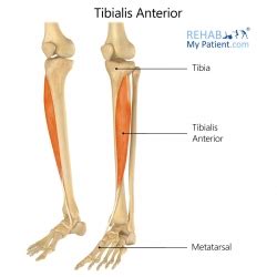 Insertion Of Tibialis Anterior-musculoskeletal