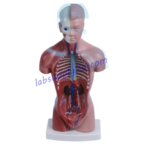 Model of Human Torso | Malaysia Lab Supplies