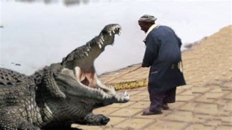 Alligator Eating A Person