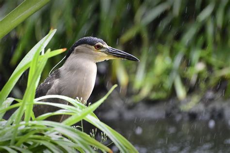 Illinois Calumet Marsh Bird Survey | Audubon Great Lakes