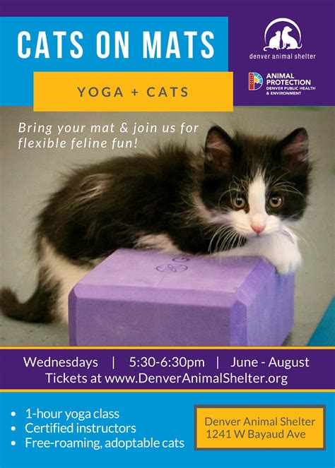 Denver Animal Shelter Hosting Cats on Mats Yoga Classes Through August | YourHub