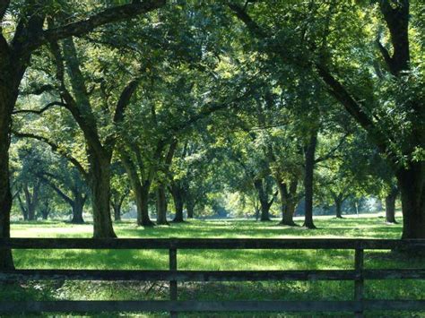 Sunnyland Farms, Inc. | Official Georgia Tourism & Travel Website | Explore Georgia.org