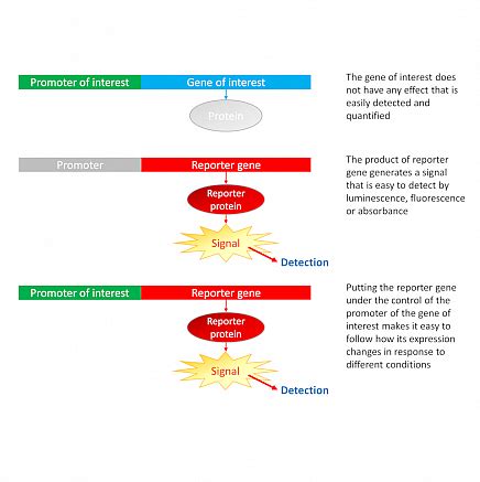 Marker Gene- Introduction, Types, Selectable marker genes, Reporter Gene, Applications ...