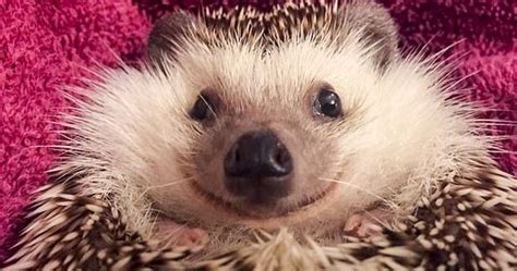 This Little Hedgehog Can't Stop Smiling After Finding His Forever Family