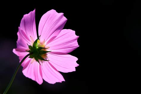 Cosmos Flower Wildflower - Free photo on Pixabay - Pixabay