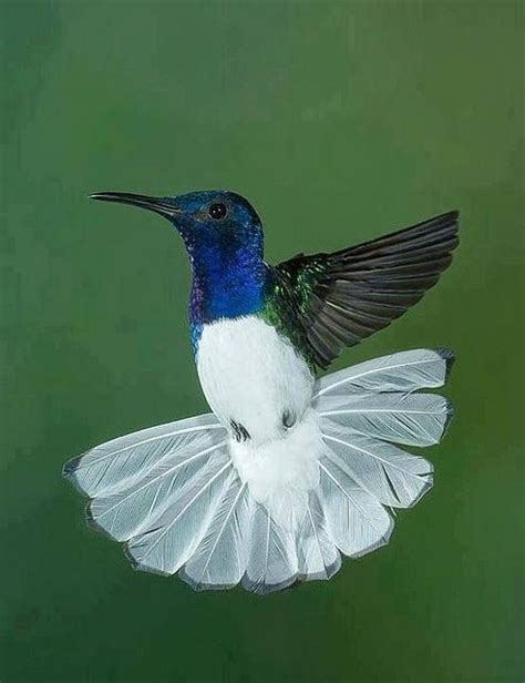 Blue throated hummingbird - Native to mountain woodlands of Mexico, it is uncommon and rare in ...