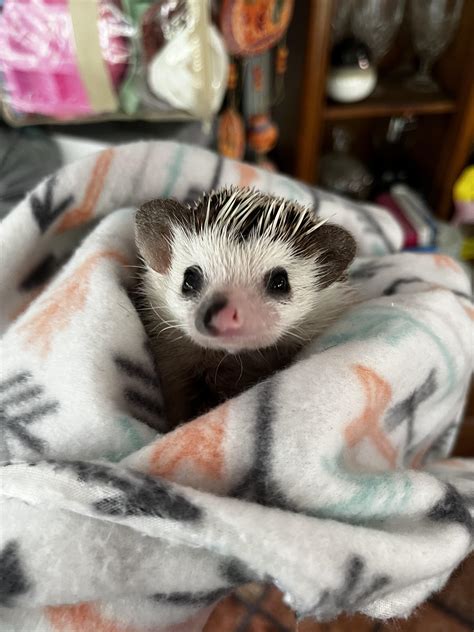 My friend’s hedgehog Pepper, too cute : r/Hedgehog