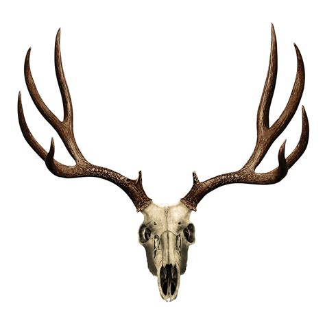 Deer Skull Pics - ClipArt Best