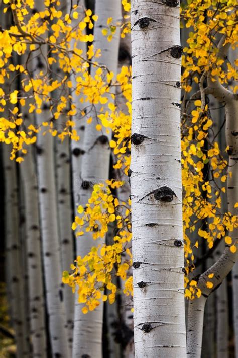 Autumn Aspen Trees in Colorado Stock Image - Image of colors, colorado ...