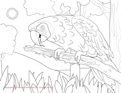 Macaw Coloring Pages