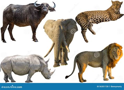 African Big Five Stock Photo - Image: 56301728