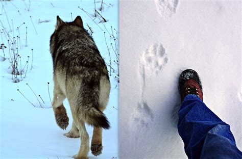 Wolf tracks