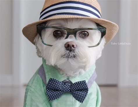 5 Fashionable Nice Looking Dressed Up Dogs – Scoop Article