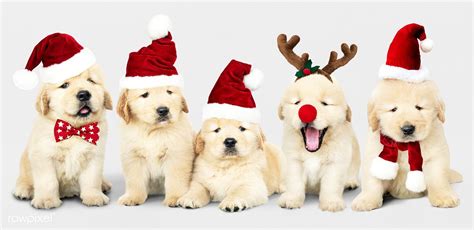 Group of adorable Golden Retriever puppies wearing Christmas costumes | premium image by ...