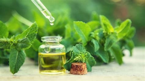 Is Peppermint Good for Acid Reflux (Does it Really Help)