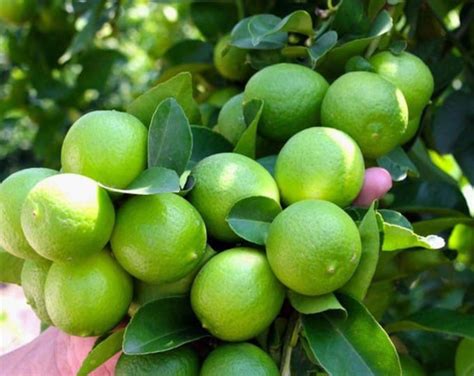 10 Gallon Key Lime Tree With Fruit - Etsy