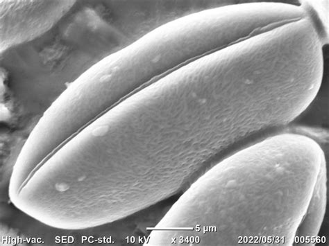 花粉サーチ・花粉データベース：電子顕微鏡写真 花・植物