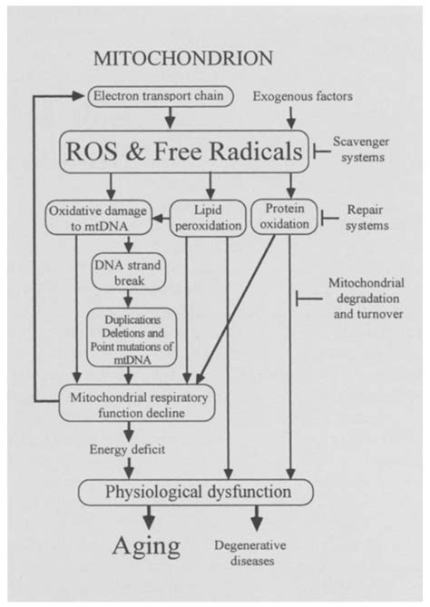 Mitochondrial theory of aging and age-related | Download Scientific Diagram