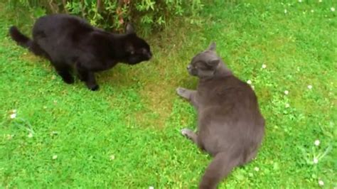 Cats fighting talking Angry funny cats - YouTube