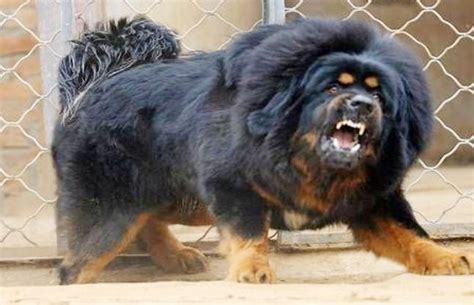 Most Expensive Dog In The World Is A Tibetan Mastiff. | Tibetan mastiff dog, Big dog breeds, Big ...