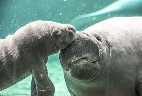 Otters and Science News: ADORABLE BABY MANATEE CHARMS VISITORS AT ...