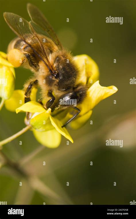 worker bee pollinizing Stock Photo - Alamy