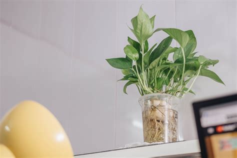 Free Images : houseplant, flowerpot, plant, flower, vase, herb ...